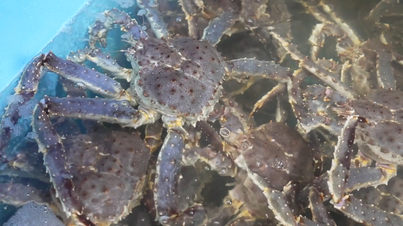 Xinjiang_s_Jimunai_Port_Records__14_3M_in_Live_King_Crab_Imports video poster
