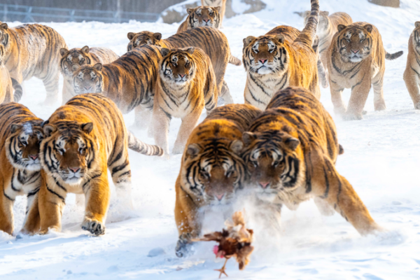 Snow Season Sparks Tourism Boom at Heilongjiang’s Siberian Tiger Park
