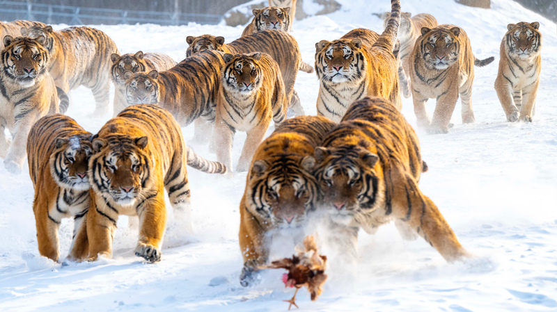 Snow Season Sparks Tourism Boom at Heilongjiang’s Siberian Tiger Park