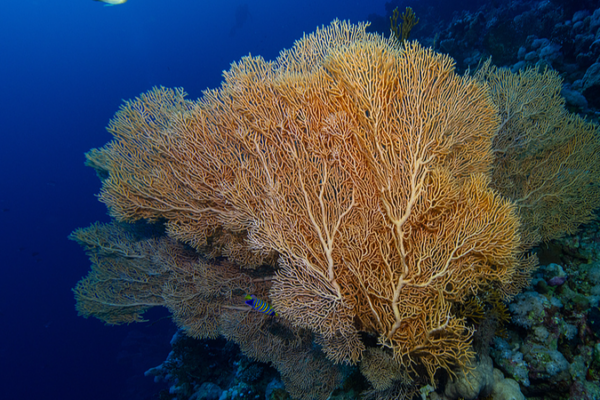 Chinese_Mainland_Bids_to_Host_UN_High_Seas_Treaty_Secretariat_in_Xiamen