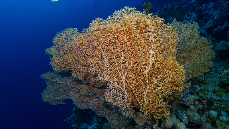 Chinese_Mainland_Bids_to_Host_UN_High_Seas_Treaty_Secretariat_in_Xiamen