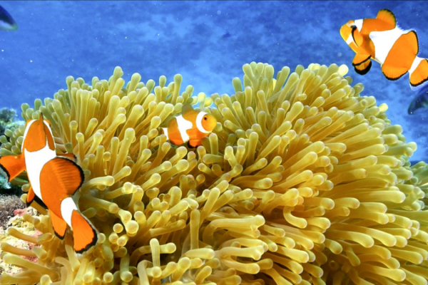 Inside_the_South_China_Sea_s_Colorful_Clownfish_Community video poster