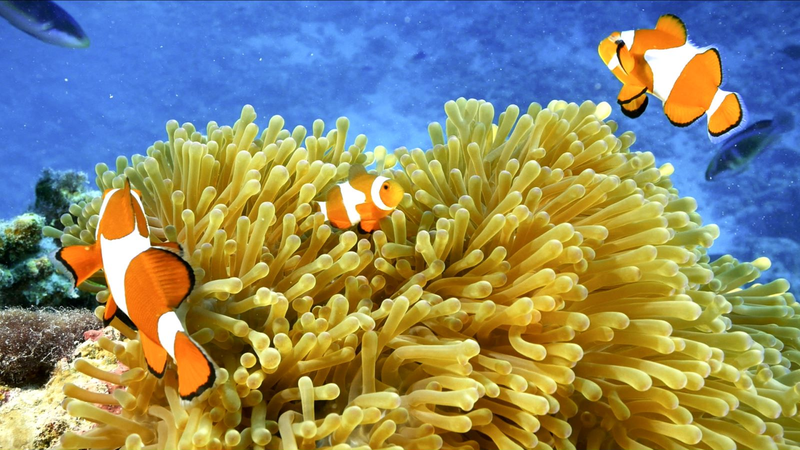 Inside_the_South_China_Sea_s_Colorful_Clownfish_Community video poster