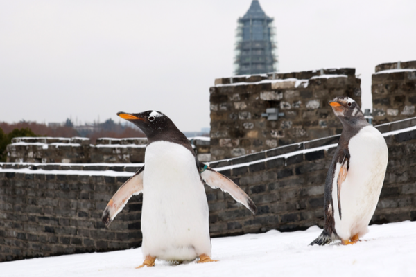 Captive Penguins Frolic in Snow at Nanjing’s Zhonghua Gate