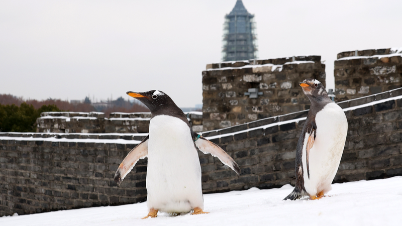 Captive Penguins Frolic in Snow at Nanjing’s Zhonghua Gate