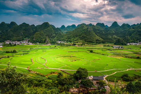 New_Lemon_Scented_Plant_Species_Discovered_in_Guizhou