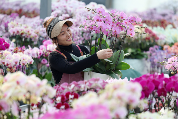 Shandong_s_New_Year_Flower_Boom_Lifts_Farmers__Incomes
