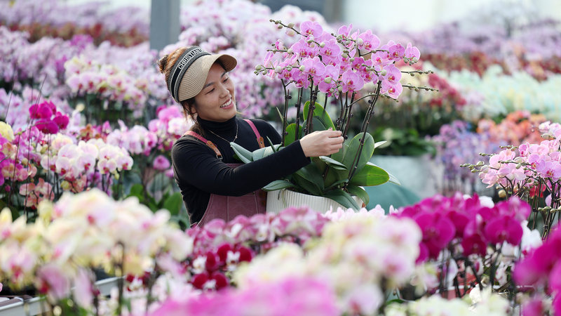Shandong_s_New_Year_Flower_Boom_Lifts_Farmers__Incomes