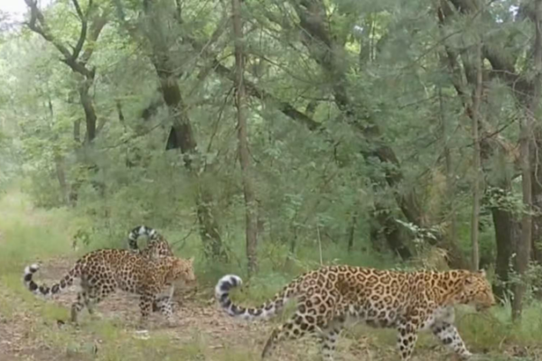 Smart_Conservation_Expands_North_China_Leopard_Range_by_15km_in_Gansu video poster
