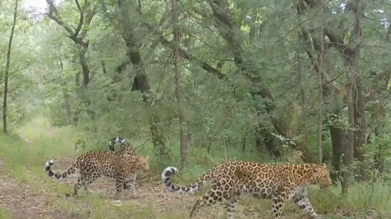 Smart_Conservation_Expands_North_China_Leopard_Range_by_15km_in_Gansu video poster